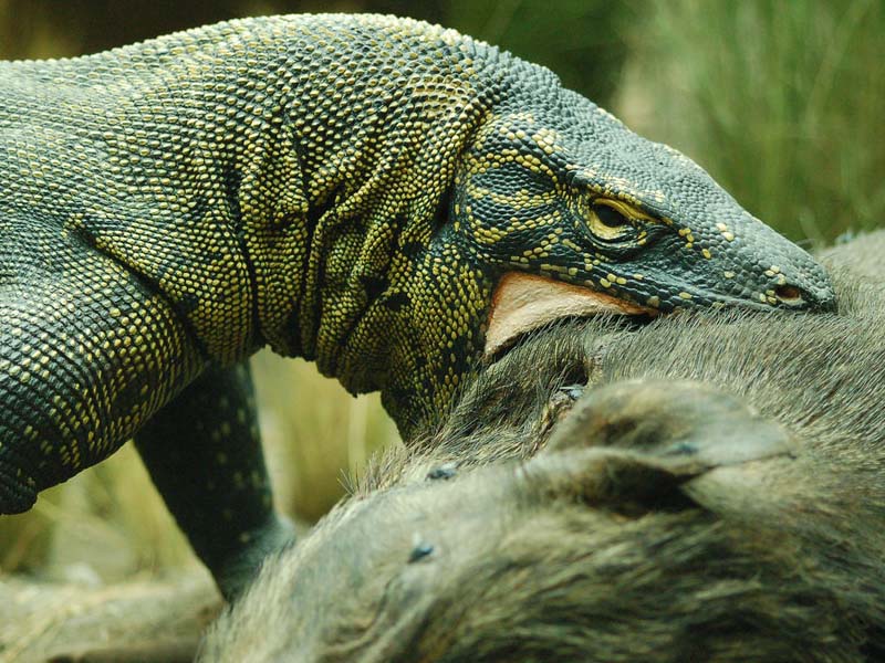 Dragon de Komodo hambriento devorando un jabalí