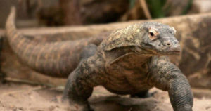 Dragón de Komodo, el lagarto varano que parece un dinosaurio