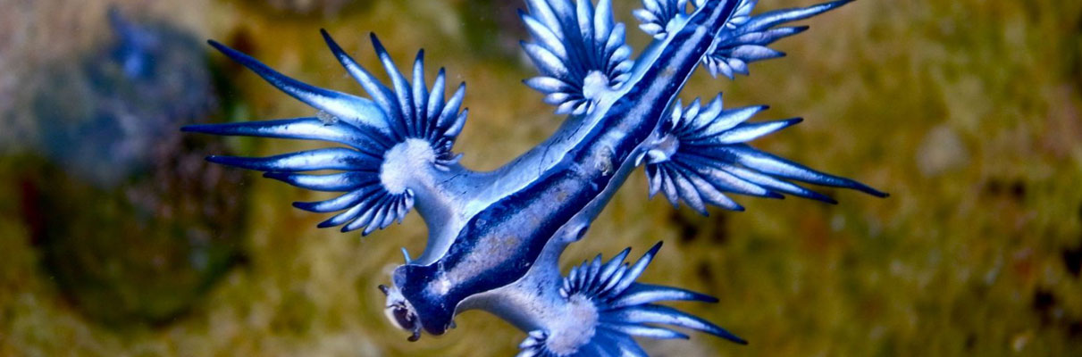 dragon azul marino veneno y camuflaje
