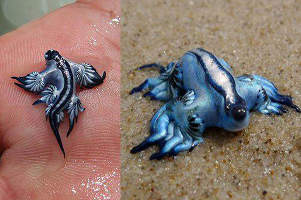 dragon azul dentro y fuera del agua