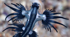 El Dragón Azul, una criatura marina sorprendente