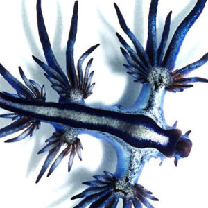 golondrina de mar o dragón azul un molusco o babosa singular